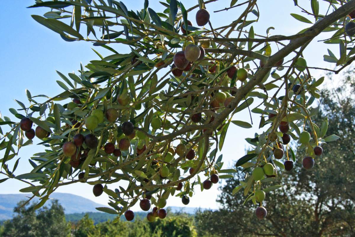 Herbst auf der Insel Krk